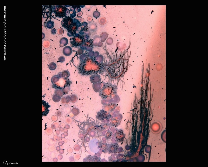 lake bottom